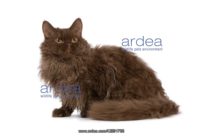  : Cat - Selkirk Chocolate in studio
