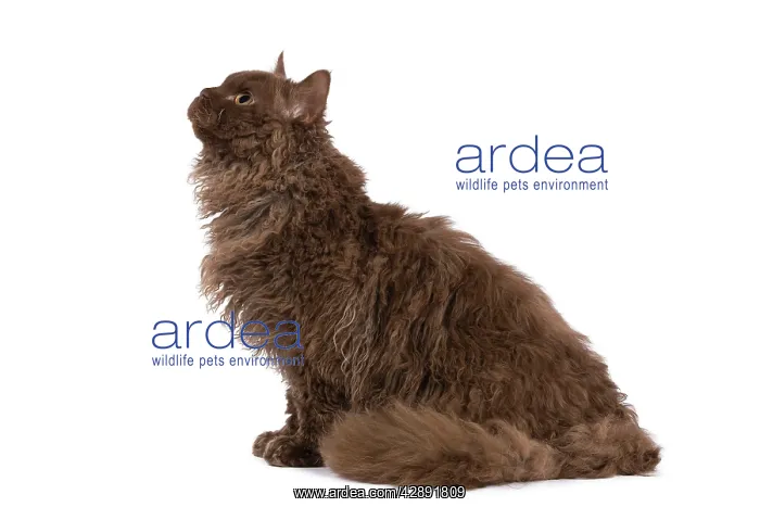  : Cat - Selkirk Chocolate in studio