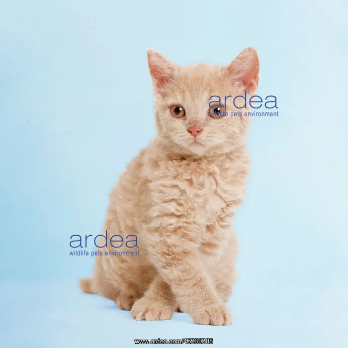: Cat - Selkirk Red kitten sitting with front paws crossed - Good Luck : Cat - Selkirk Red kitten sitting with front paws crossed - Good Luck