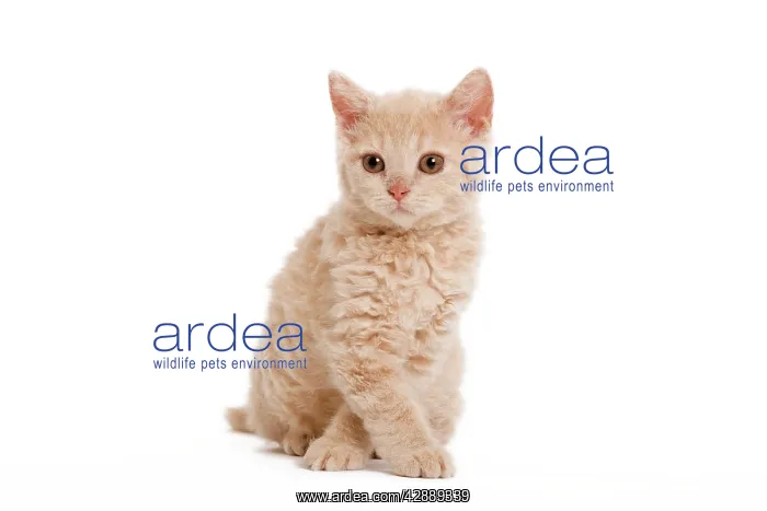 : Cat - Selkirk Red kitten sitting in studio with : Cat - Selkirk Red kitten sitting in studio with