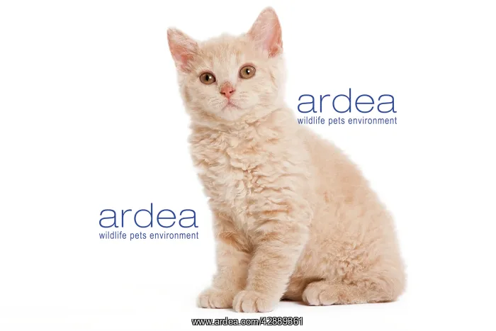  : Cat - Selkirk Red kitten sitting in studio