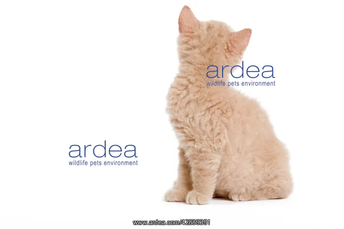 : Cat - Selkirk Red kitten sitting in studio backview : Cat - Selkirk Red kitten sitting in studio backview