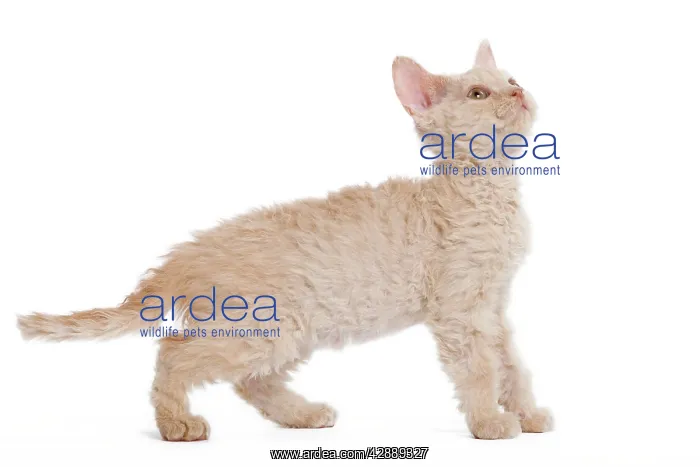  : Cat - Selkirk Red kitten in studio looking up