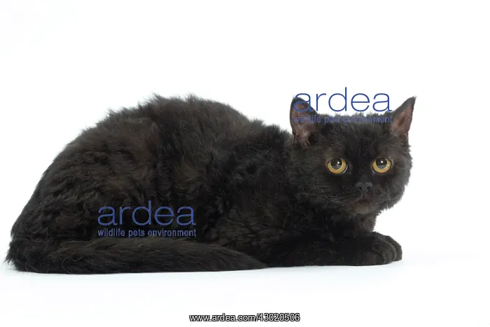  : Cat Selkirk Rex