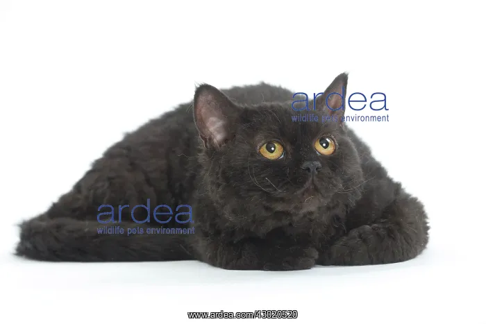  : Cat Selkirk Rex
