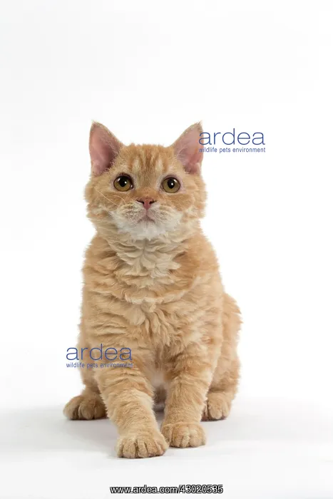  : Cat Selkirk Rex