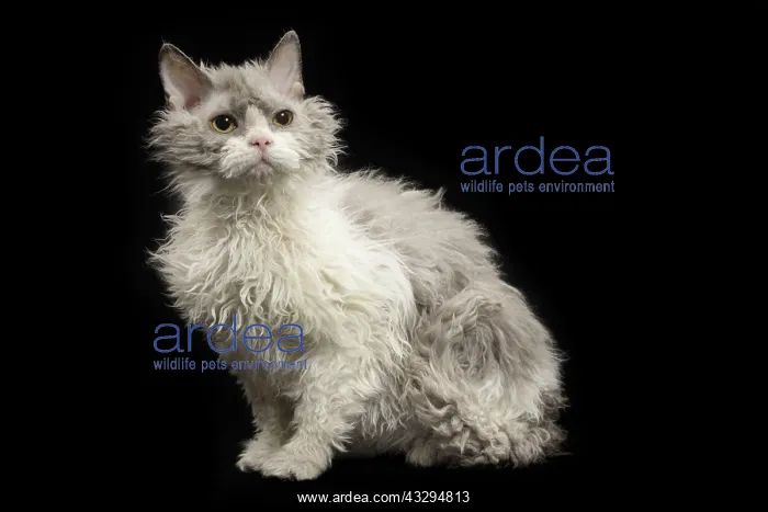  : Cat - Selkirk Rex