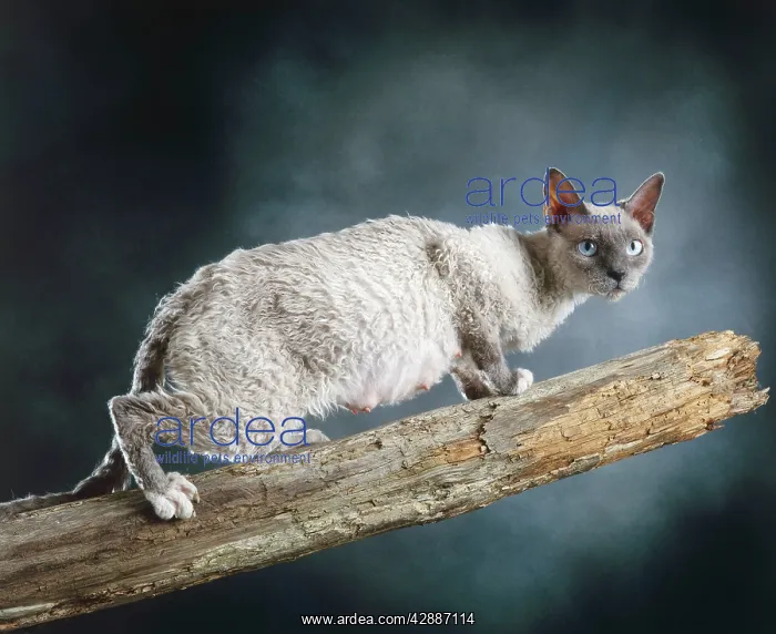  : Cat - Selkirk rex on Branch