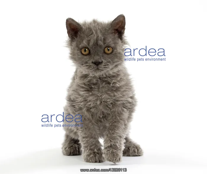 : Cat Selkirk Rex kitten