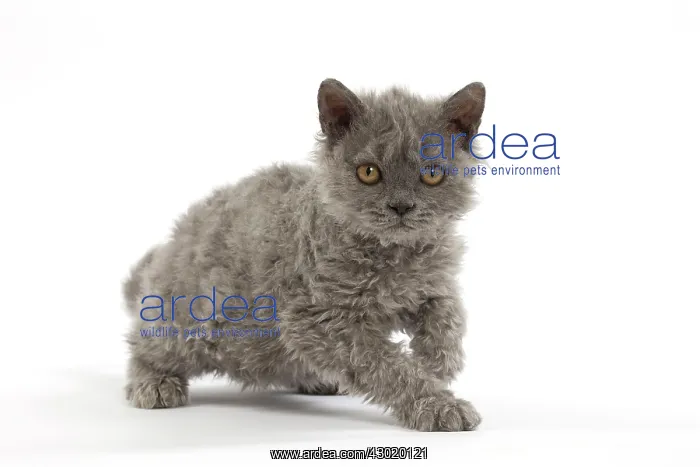  : Cat Selkirk Rex kitten