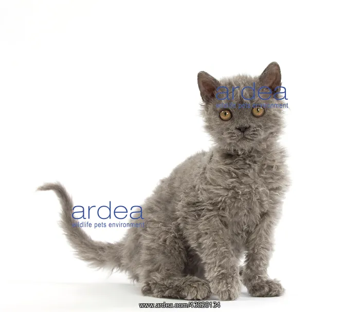  : Cat Selkirk Rex kitten