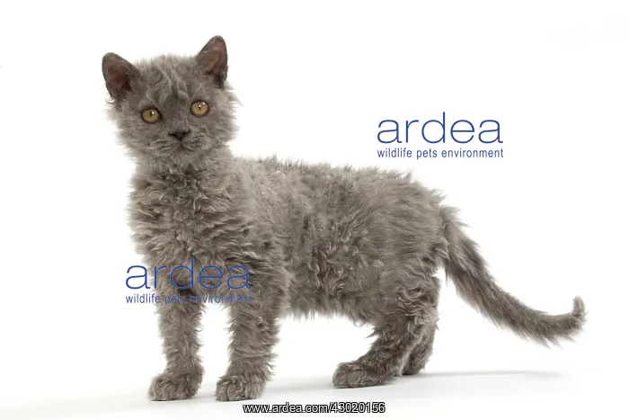  : Cat Selkirk Rex kitten