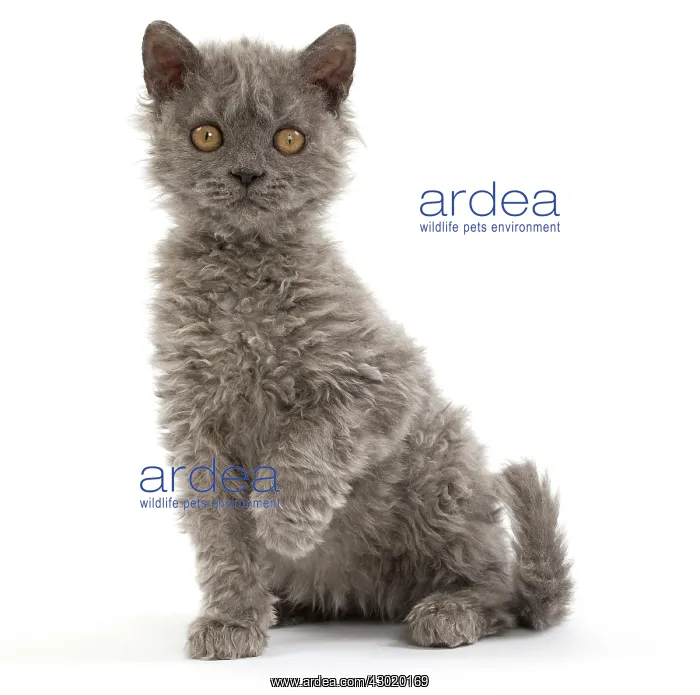  : Cat Selkirk Rex kitten