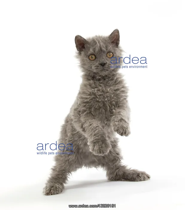 : Cat Selkirk Rex kitten : Cat Selkirk Rex kitten
