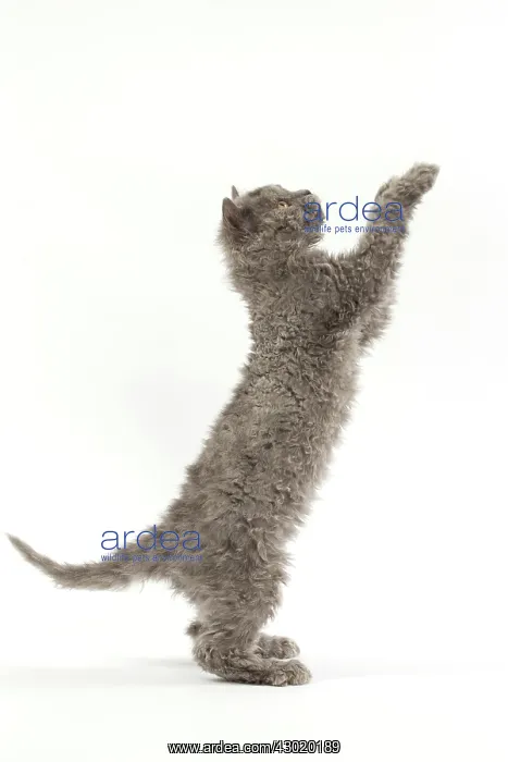 : Cat Selkirk Rex kitten : Cat Selkirk Rex kitten