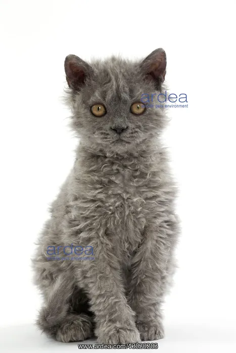  : Cat Selkirk Rex kitten