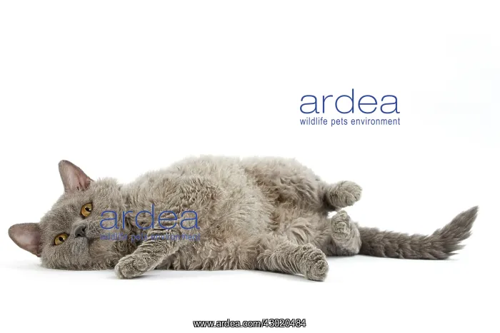  : Cat Selkirk Rex kitten
