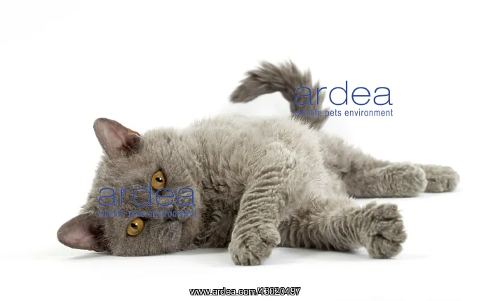  : Cat Selkirk Rex kitten
