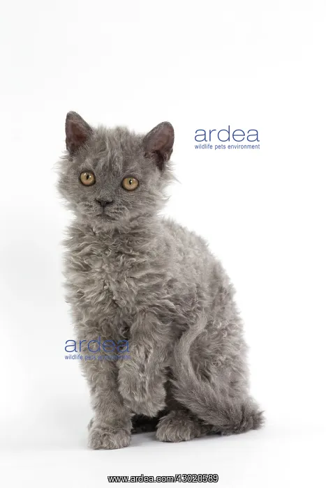  : Cat Selkirk Rex kitten