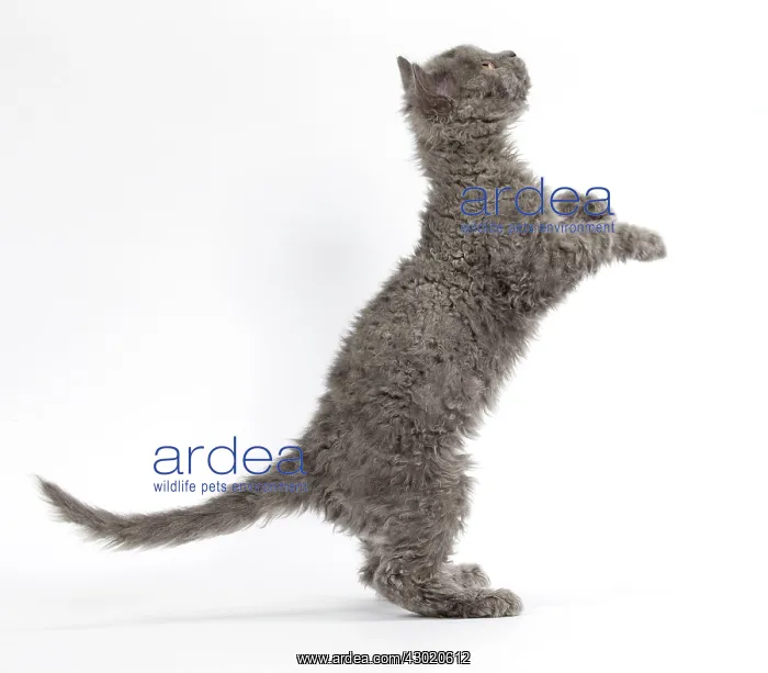  : Cat Selkirk Rex kitten