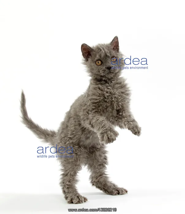 : Cat Selkirk Rex kitten standing on hind legs : Cat Selkirk Rex kitten standing on hind legs