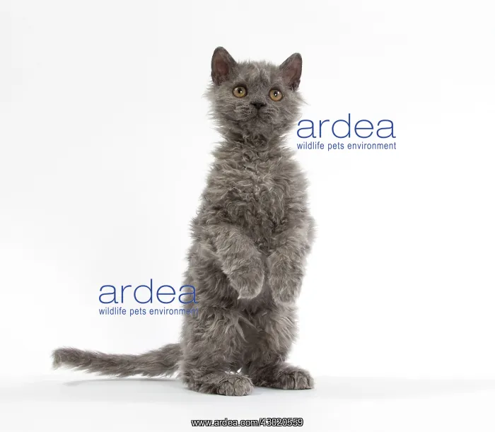 : Cat Selkirk Rex kitten standing on hind legs : Cat Selkirk Rex kitten standing on hind legs