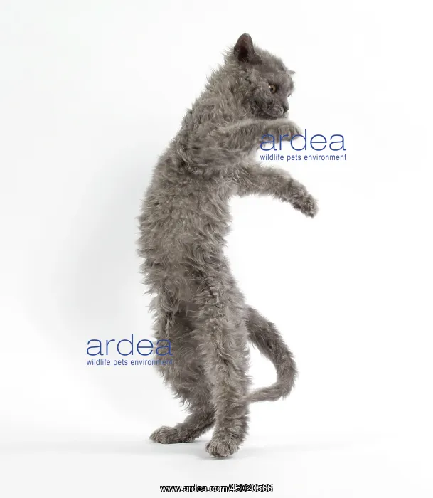 : Cat Selkirk Rex kitten standing on hind legs : Cat Selkirk Rex kitten standing on hind legs