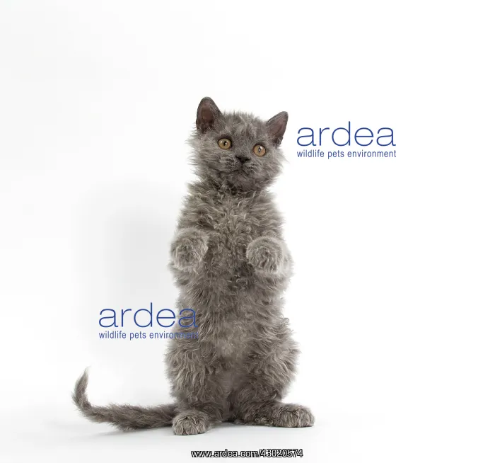 : Cat Selkirk Rex kitten standing on hind legs : Cat Selkirk Rex kitten standing on hind legs