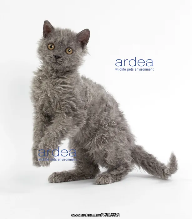 : Cat Selkirk Rex kitten standing on hind legs : Cat Selkirk Rex kitten standing on hind legs