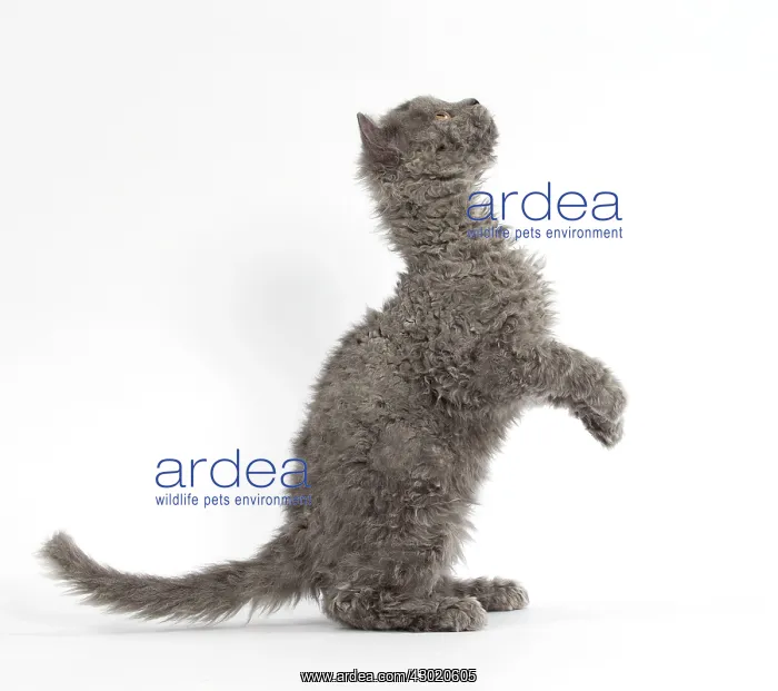 : Cat Selkirk Rex kitten standing on hind legs : Cat Selkirk Rex kitten standing on hind legs