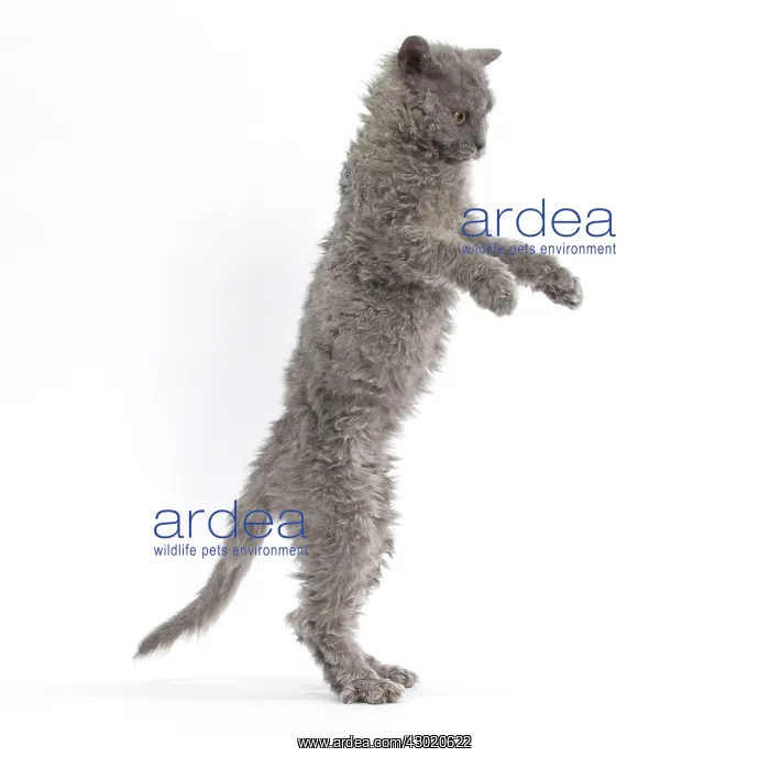 : Cat Selkirk Rex kitten standing on hind legs : Cat Selkirk Rex kitten standing on hind legs