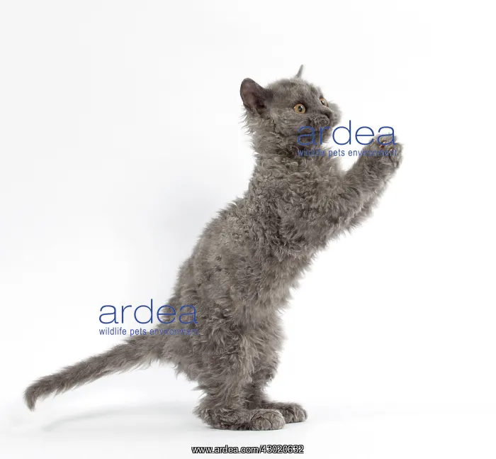 : Cat Selkirk Rex kitten standing on hind legs : Cat Selkirk Rex kitten standing on hind legs