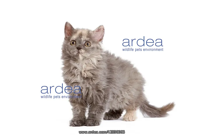  : Cat - Selkirk Rex kitten in studio