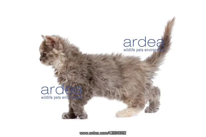  : Cat - Selkirk Rex kitten in studio