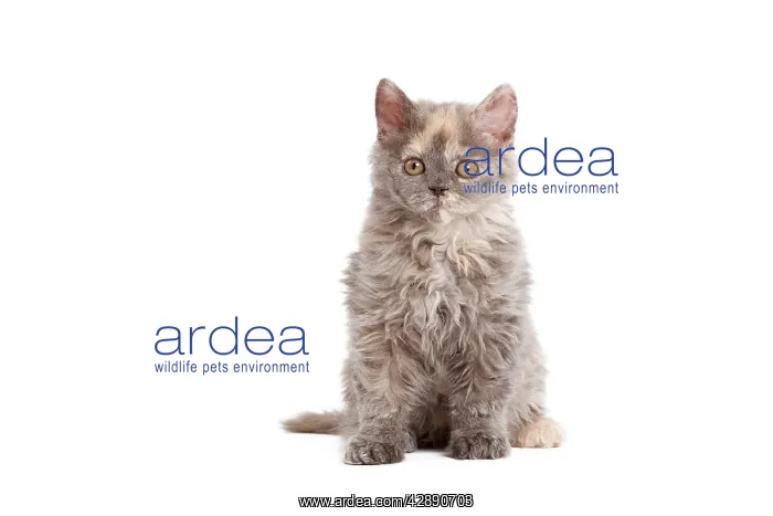  : Cat - Selkirk Rex kitten in studio