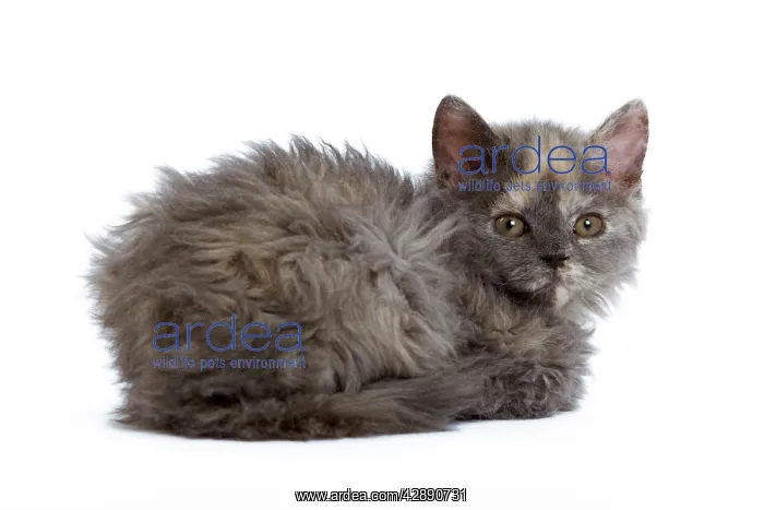  : Cat - Selkirk Rex kitten in studio