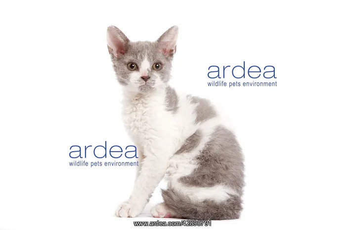  : Cat - Selkirk Rex kitten in studio