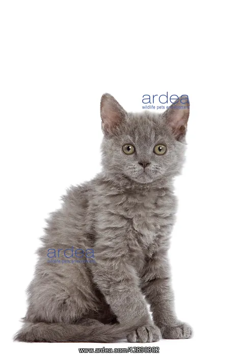  : Cat - Selkirk Rex kitten in studio