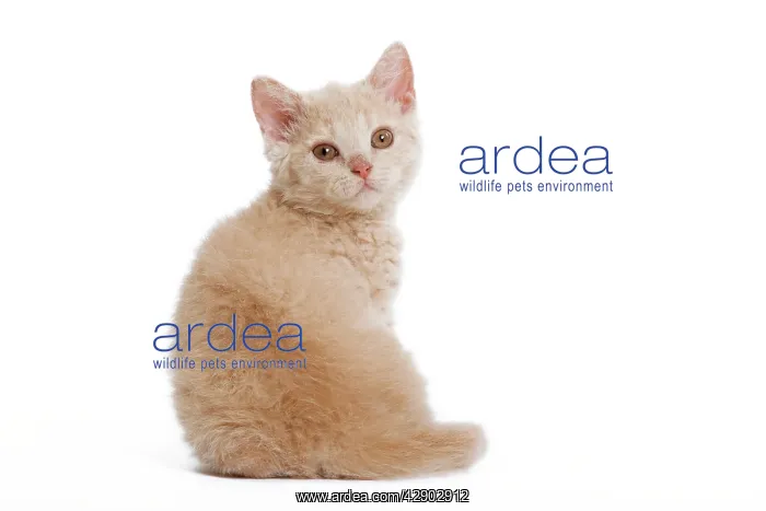  : Cat - Selkirk Rex kitten in studio