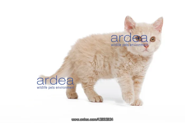  : Cat - Selkirk Rex kitten in studio