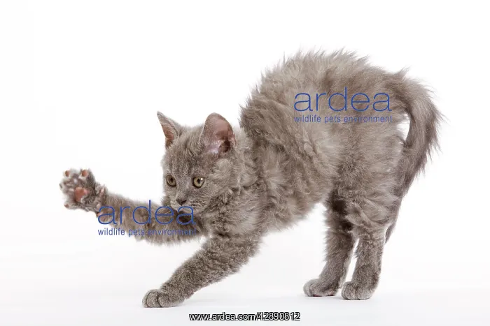 : Cat - Selkirk Rex kitten in studio - arching back : Cat - Selkirk Rex kitten in studio - arching back