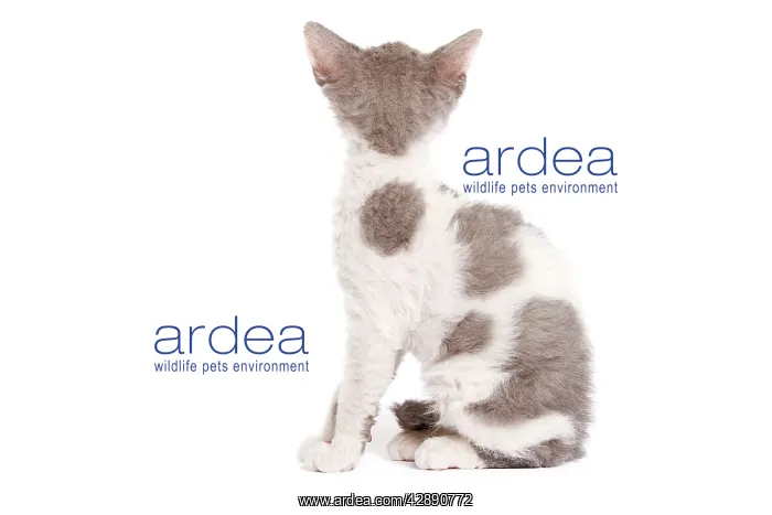 : Cat - Selkirk Rex kitten in studio - back view of head : Cat - Selkirk Rex kitten in studio - back view of head
