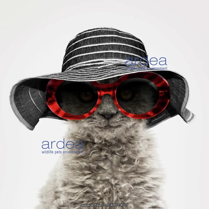 : Cat Selkirk Rex kitten wearing hat and glasses Digital Manipulation Hat : Cat Selkirk Rex kitten wearing hat and glasses Digital Manipulation Hat
