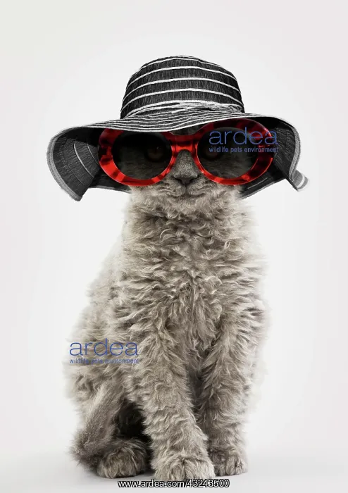 : Cat Selkirk Rex kitten wearing hat and glasses Digital Manipulation Hat : Cat Selkirk Rex kitten wearing hat and glasses Digital Manipulation Hat