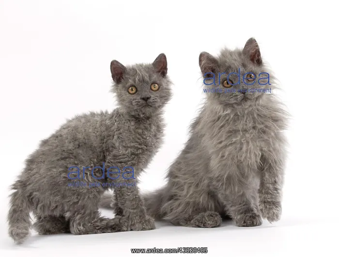  : Cat Selkirk Rex kittens