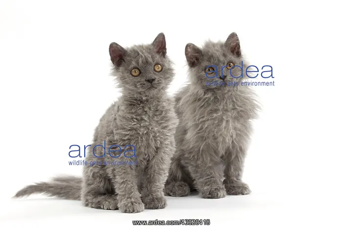  : Cat Selkirk Rex kittens