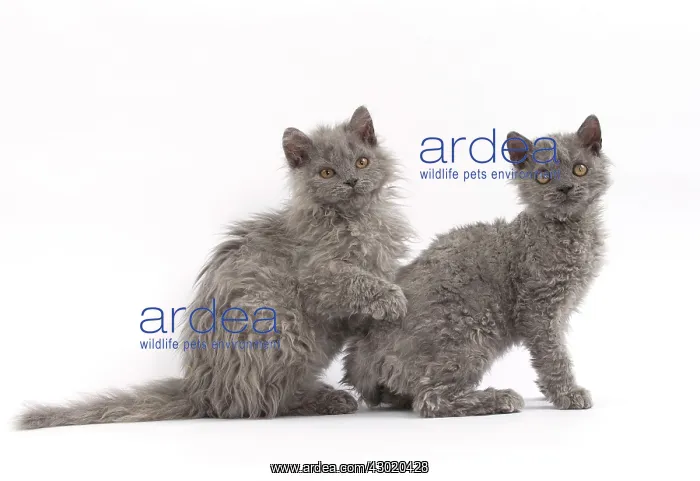  : Cat Selkirk Rex kittens