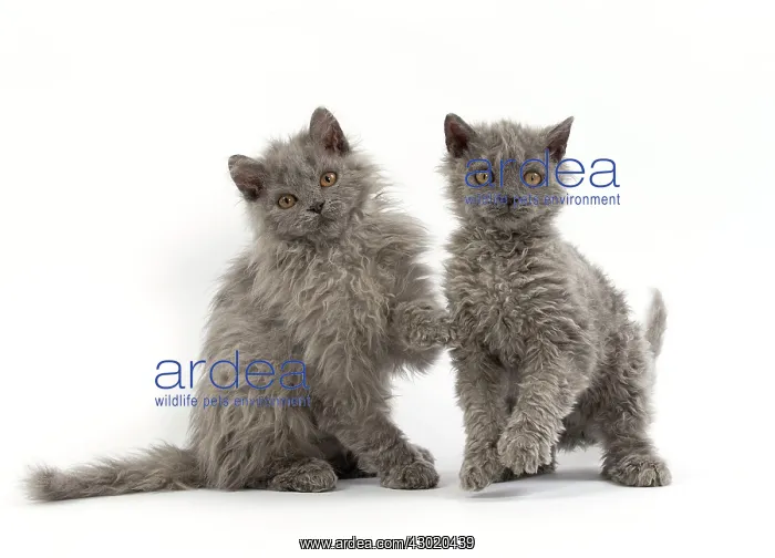 : Cat Selkirk Rex kittens