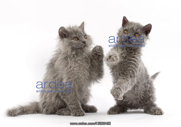  : Cat Selkirk Rex kittens
