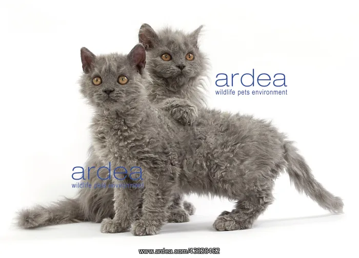  : Cat Selkirk Rex kittens